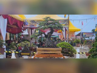 Foto salah satu bonsai mengikuti pameran di Aceh Tamiang