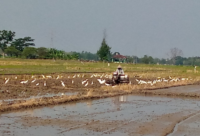 Seorang petani sedang membajak sawah di temani ratusan burung bangau