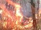 Kebun Bambu dan deretan pohon liar yang terbakar di lingkungan SMA Negeri 1 Randudongkal