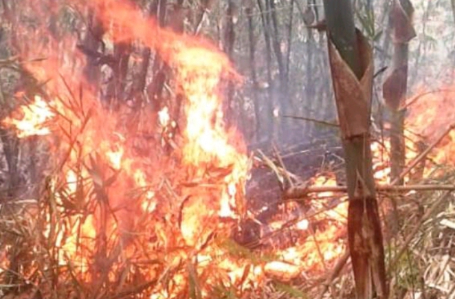 Kebun Bambu dan deretan pohon liar yang terbakar di lingkungan SMA Negeri 1 Randudongkal