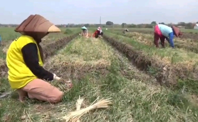 Petani bawang merah Brebes lakukan panen lebih awal, guna menghindari gagal panen akibat hama janda pirang