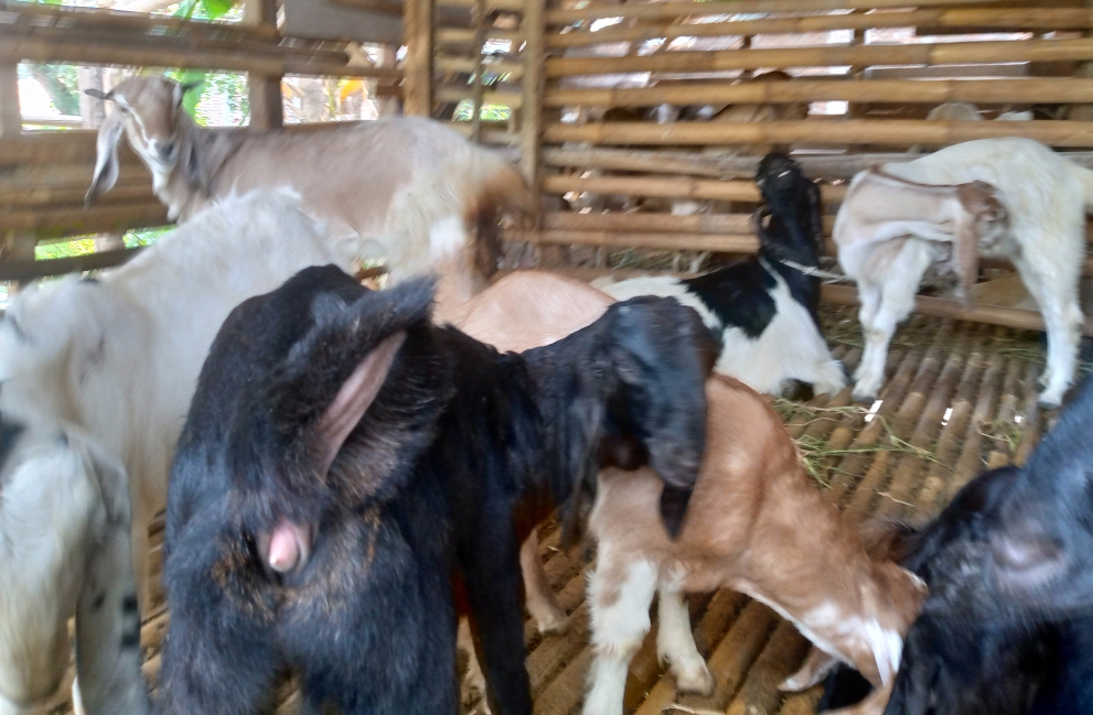 Kambing di kandang milik Wajib terlihat gemuk segar dan sehat