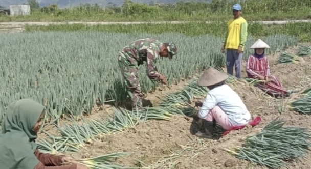 Nampak suasana kegiatan panen daun bawang yang di inisiasi oleh Babinsa desa Mekarsari, kabupaten Poso