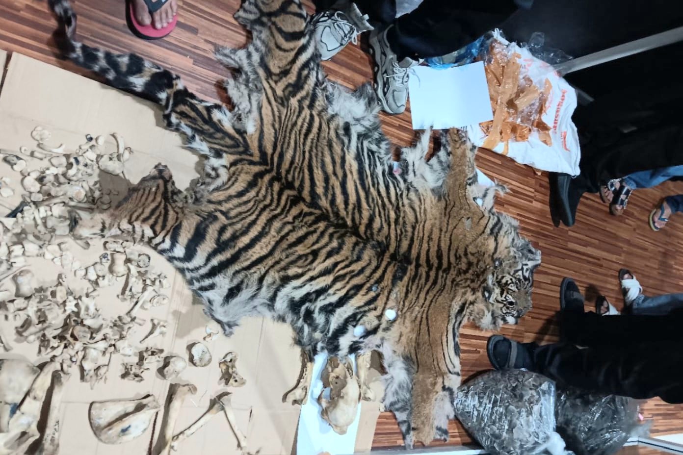 Barang bukti kasus penjualan kulit Harimau dan sisik Tenggiling yang disidangkan di Pengadilan Negeri Padangsidimpuan