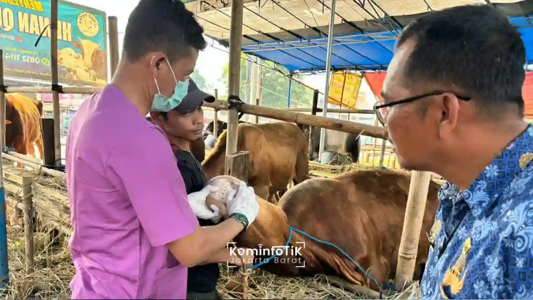 Petugas Sudin KPKP Jakarta Barat, saat memeriksa kesehatan dan kelayakan hewan kurban