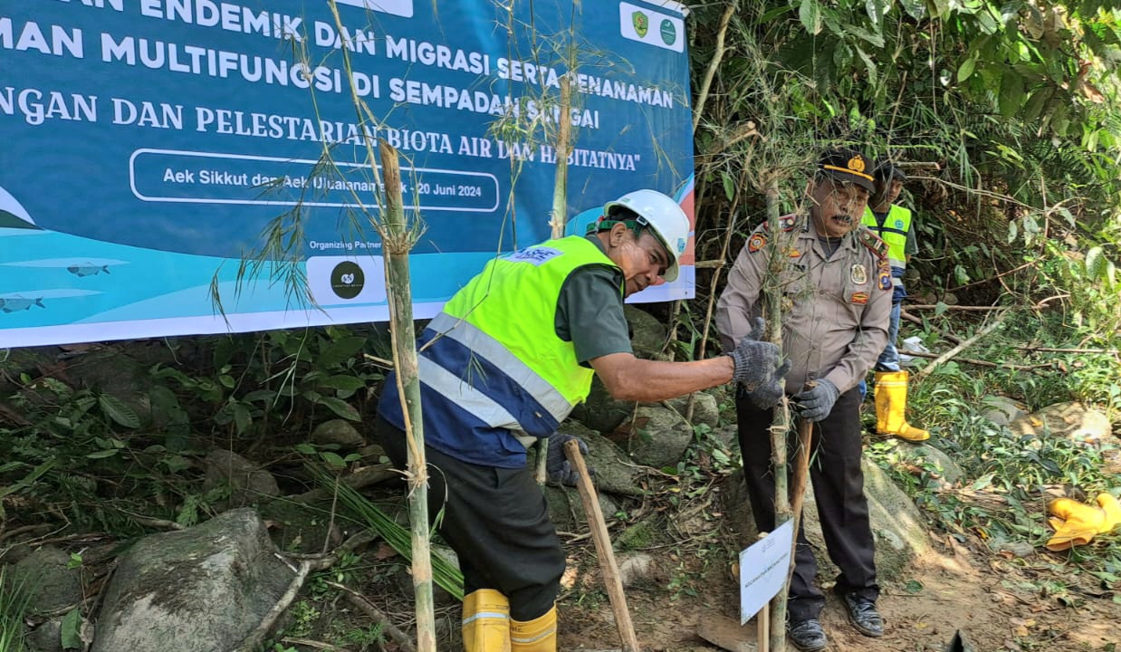 Kapolsek Batang Toru, Iptu RN Tarigan bersama PT NSHE dan Pemkab Tapsel, saat menanam tanaman multi fungsi berupa Pohon bambu serta pelepasliaran ikan endemik di sepadan aliran Sungai perlindungan di Aek Sikkut dan Aek Uluala Namenek sebagai wujud menjaga kelestarian lingkungan