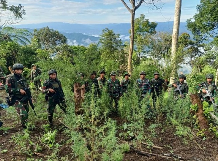 Prajurit Yonif 123/RW berada di Bukit Tor Sihite temukan ladang ganja seluas 2 Hektare saat latihan