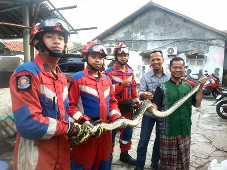 Ular sanca liar di pemukiman warga bintaro Jakarta Selatan berhasil di evakuasi warga dan petugas Gulkarmat