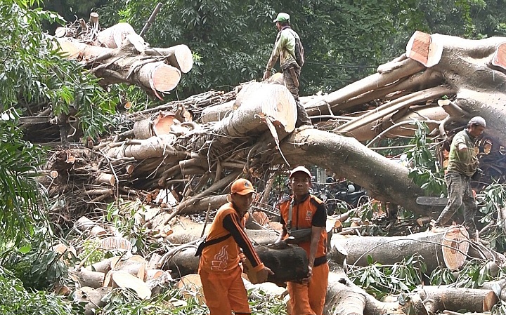 Petugas Gabungan saat evakuasi pohon tumbang di kawasan Jakarta Selatan