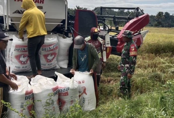 Tampak Babinsa saat membatu masyarakat petani saat melaksanakan panen raya (foto : Samsuyadi)