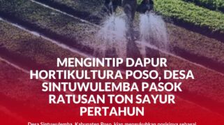Tampak aktivitas perkebunan oleh masyarakat desa Sintuwu Lemba, berdampak pada upaya peningkatan kesejahteraan masyarakat serta menjadi sumber lumbung penghasil holtikutra di wilayah kabupaten Poso