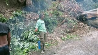 Pohon Tumbang akibat angin kencang