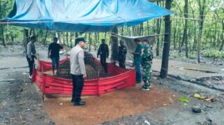 Kejar-kejaran di Hutan Jombang: Aparat Bongkar Arena Judi Sabung Ayam, Pelaku Kembali Lolos