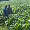 Bhabinkamtibmas Desa Plemahan mengecek tanaman jagung milik warga di Kecamatan Sumobito, Jombang, Jumat (22/05)