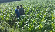 Bhabinkamtibmas Desa Plemahan mengecek tanaman jagung milik warga di Kecamatan Sumobito, Jombang, Jumat (22/05)