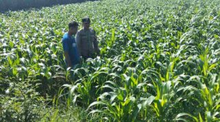 Bhabinkamtibmas Desa Plemahan mengecek tanaman jagung milik warga di Kecamatan Sumobito, Jombang, Jumat (22/05)