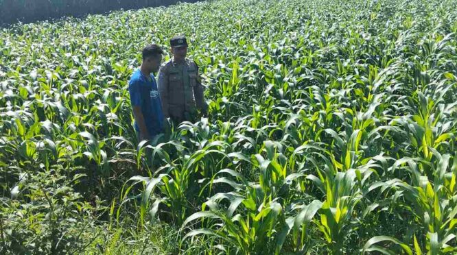 Bhabinkamtibmas Desa Plemahan mengecek tanaman jagung milik warga di Kecamatan Sumobito, Jombang, Jumat (22/05)