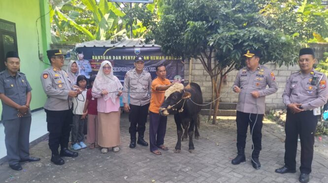 Hewan Kurban Sapi dari Kapolda Jatim Diserahkan Kapolres Jombang ke Dua Ponpes di Jombang