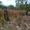 Bhabinkamtibmas Desa Pengampon mendampingi panen jagung petani di Kecamatan Kabuh, Jombang
