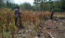Bhabinkamtibmas Desa Pengampon mendampingi panen jagung petani di Kecamatan Kabuh, Jombang