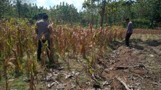 Bhabinkamtibmas Desa Pengampon mendampingi panen jagung petani di Kecamatan Kabuh, Jombang
