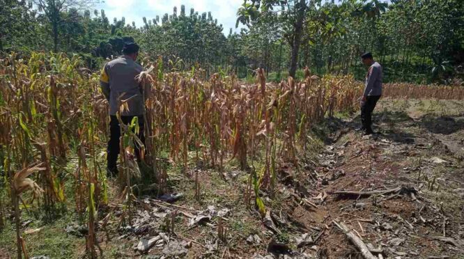 Bhabinkamtibmas Desa Pengampon mendampingi panen jagung petani di Kecamatan Kabuh, Jombang