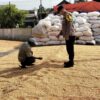 Aipda Supardi memantau penjemuran jagung milik petani di Desa Ngampungan, Kecamatan Bareng, sebagai dukungan terhadap ketahanan pangan
