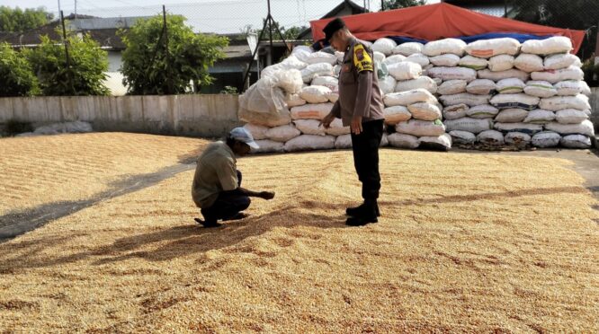 Aipda Supardi memantau penjemuran jagung milik petani di Desa Ngampungan, Kecamatan Bareng, sebagai dukungan terhadap ketahanan pangan
