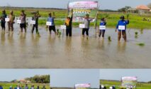 Petani bersama Forkopimcam, Badan Penyuluhan Pertanian (BPP), Penyuluh Pertanian Lapangan (PPL), Babinsa, Bhabinkamtibmas,turun langsung ke sawah sebagai upaya menjaga produktivitas serta ketahanan pangan.